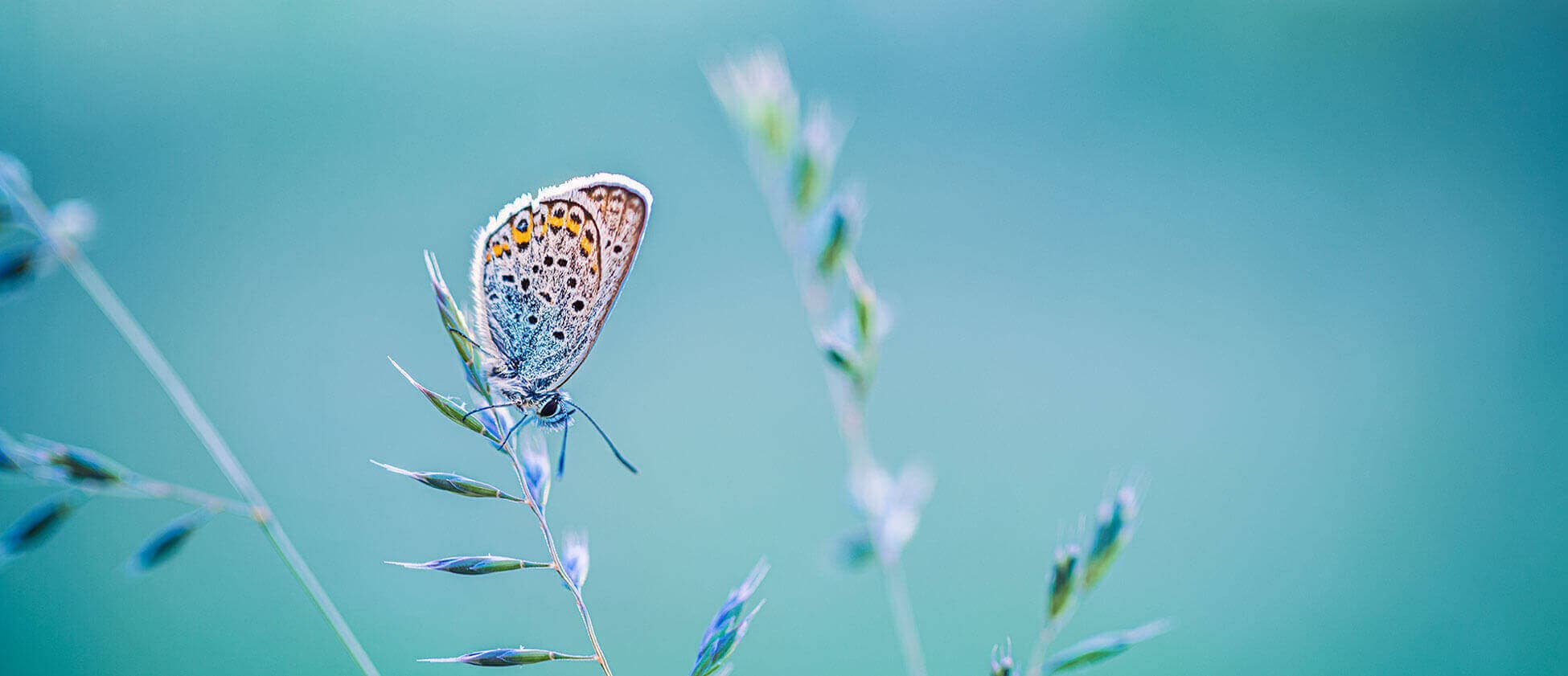 A common blue butterfly resting on a grass stem with its wings closed, showing the spotted underside against a soft teal background, the hero image for Aleta's article on AI vendor security due diligence questions for family offices.